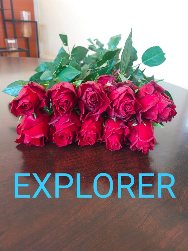 explorer